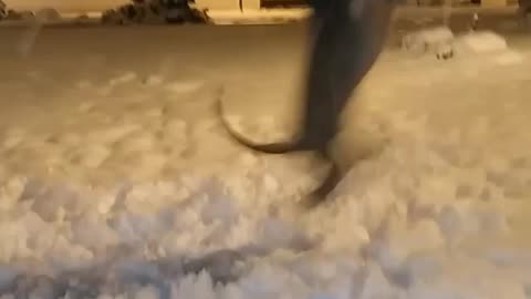 Wildlife & Funs