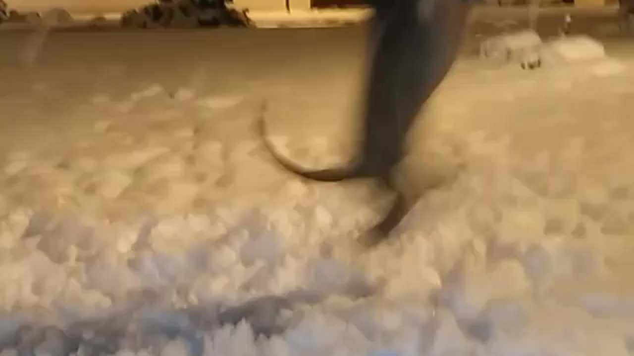 Wildlife & Funs