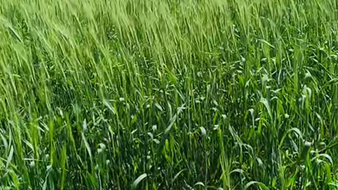 Organic farming Wheats & cumin