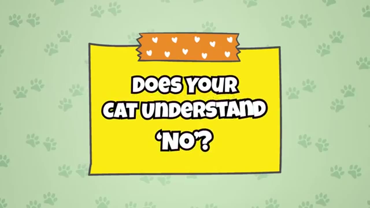 How to Tell Your Cat 'NO' in a Way They Understand