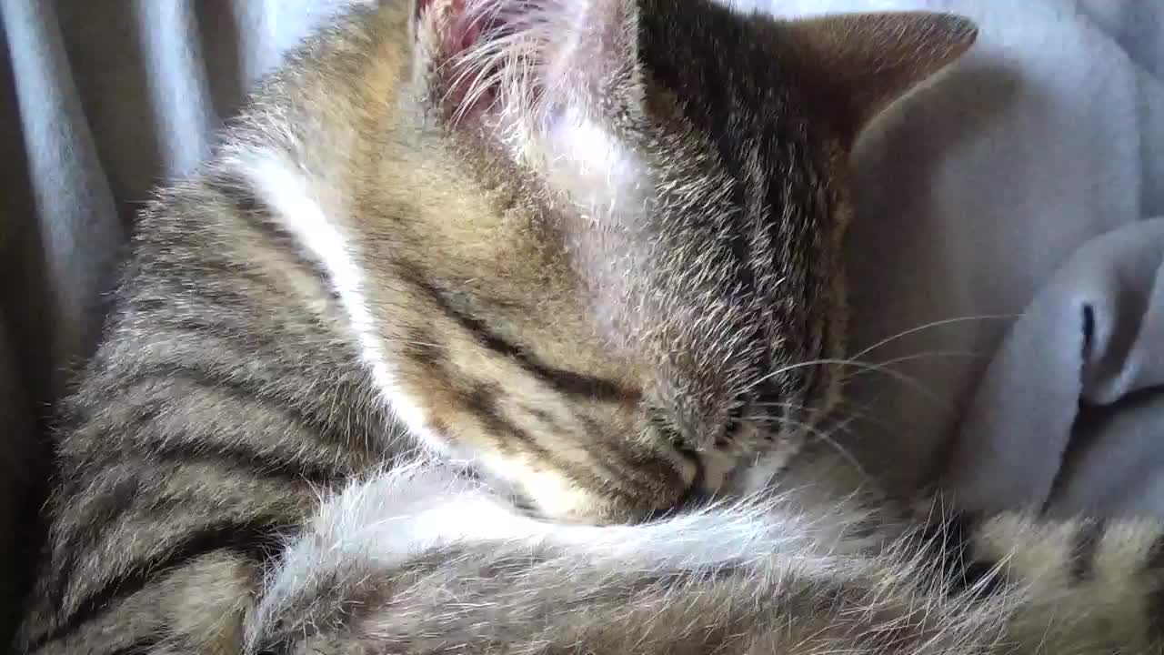 Little Cat Washing His Chest