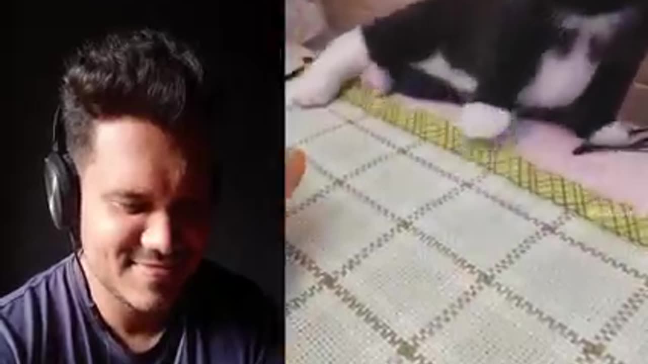 Reaction on cat cute clips 🖇️❤️😍