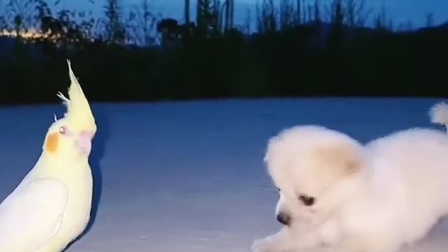 This puppy and duck play like punches