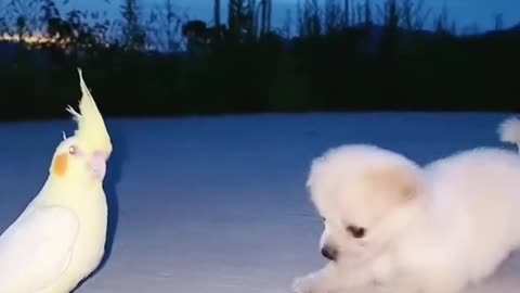 This puppy and duck play like punches