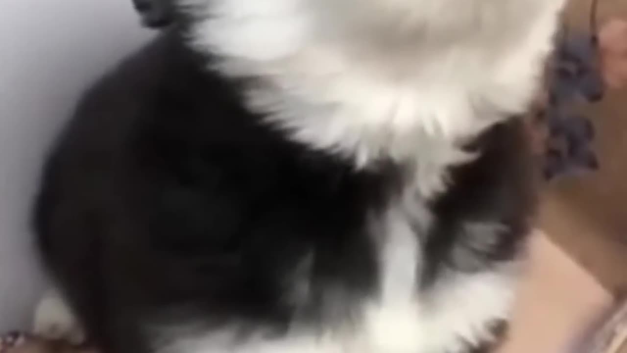 Baby husky howling cute