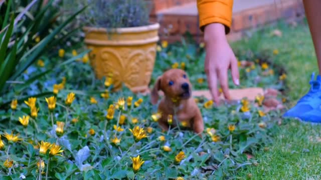 Cute Puppies Video Cute Dog Video Cute Animal Compilation