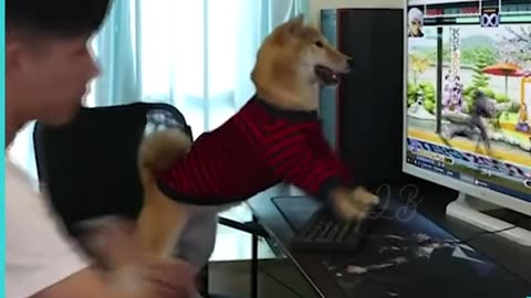 Funny dog