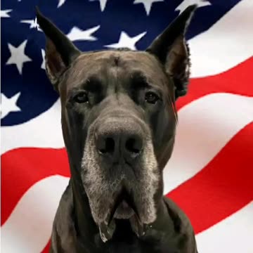 The Mastidane take 1