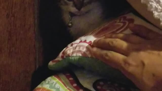 My Fiesty Cat Lola