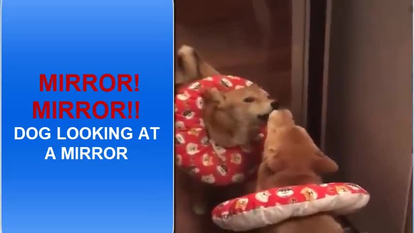 When your Dog sees his reflection on Mirror.