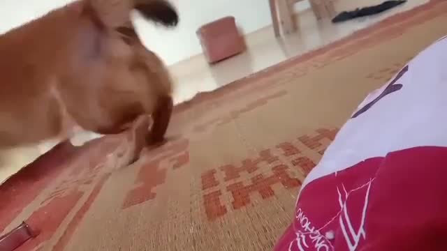 Puppies are always the alarm clock every morning