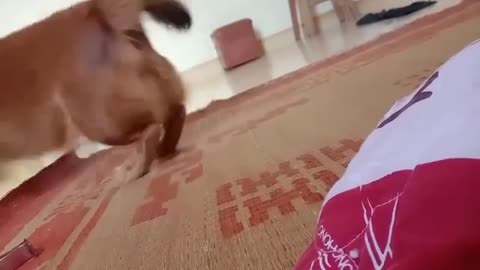 Puppies are always the alarm clock every morning