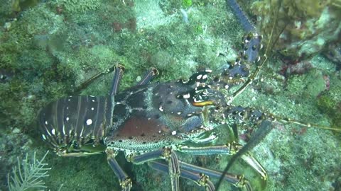 Undersea Tobago