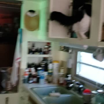 Curious cat keeps me on my toes🙈