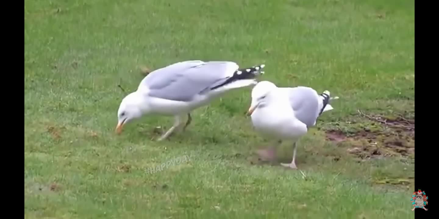 funny videos about animals