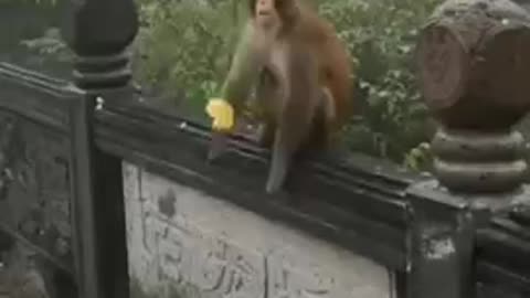 What a catch by monkey 🐵