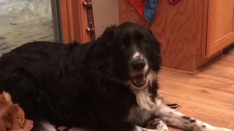 Small brown puppy jumps and climbs near large black dog on floor