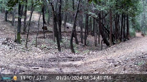 Panicked Herd of Deer Part 2