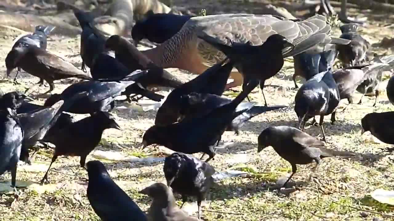 wild chupin bird brasilian fauna