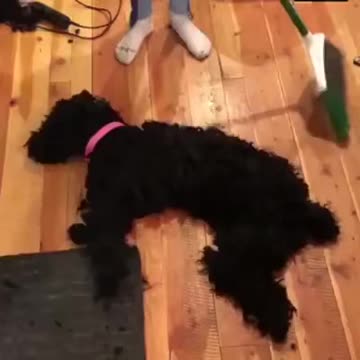 Had to laugh, I got one that sheds as bad in Florida!