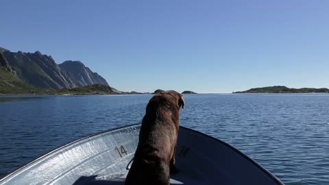 THE CUTE LABRADOR : I'M ON MY WAY FAR AWAY FROM YOU