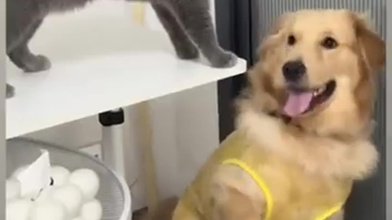 Non-stop Laughter with the Funniest Cats and Dogs Moments