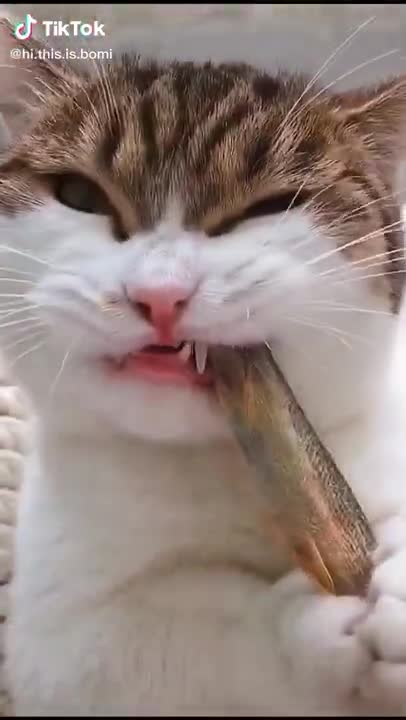 Lovely Cat, black cat, cats, funny cats, funny cat videos 1347