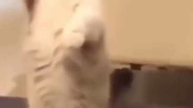 Interesting Cat Videos #short/Funny Animal Videos