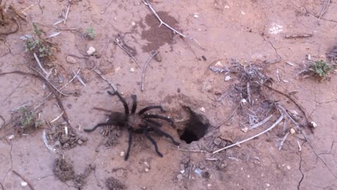 Deadly Sex | Tarantula's Mating