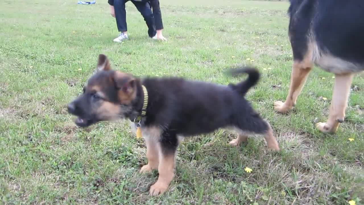 German Shepherd Puppy Barking