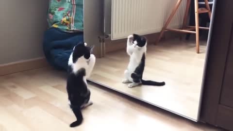 Funny Cat mirror video