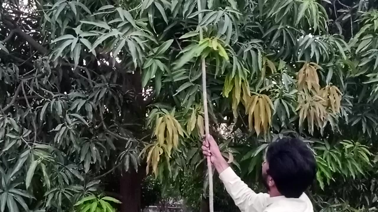 Mango collection from tree