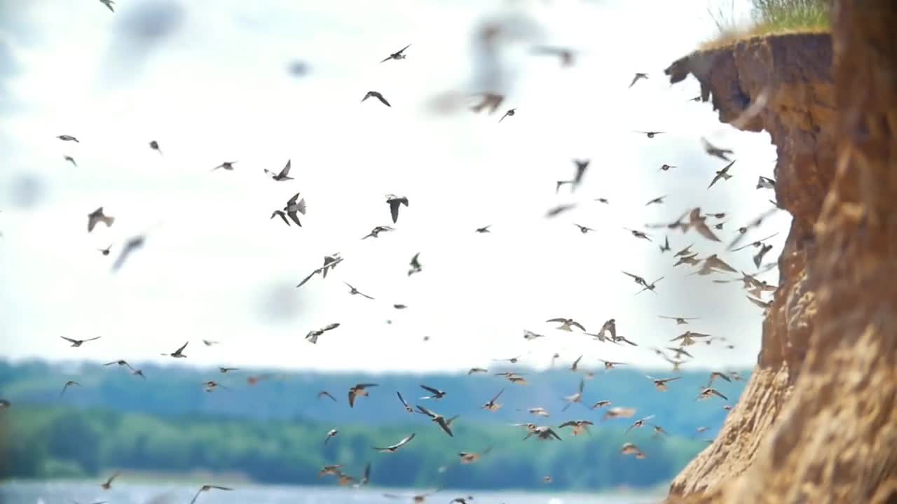 Large flock of birds flying on the cliff in summer day over the river