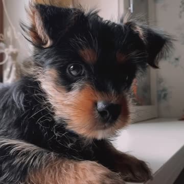 How much can I repeat?