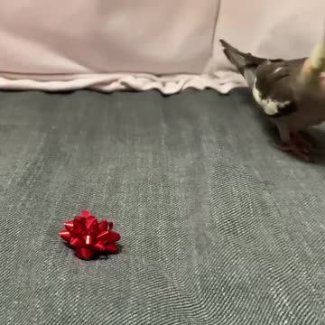 Cocktail bird is afraid of decorations