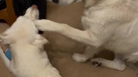 Dog Pets Other Dog