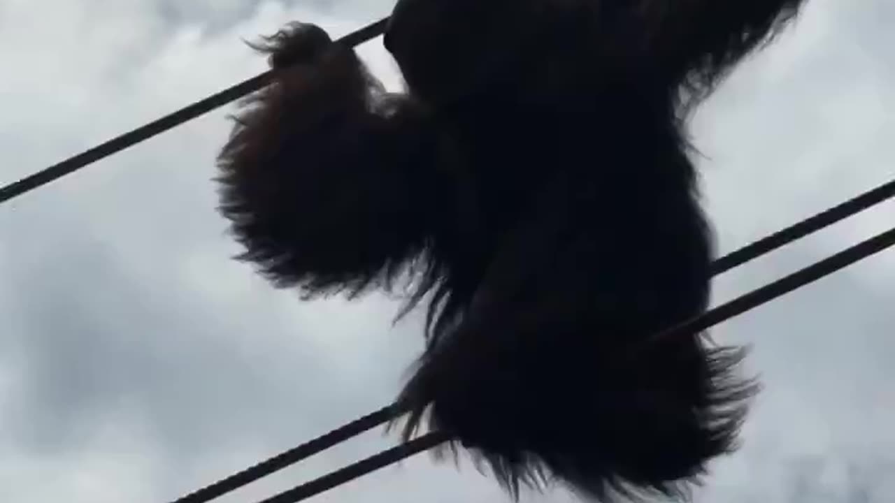 Little bro trying to escape from the Toronto Zoo 😅🦧