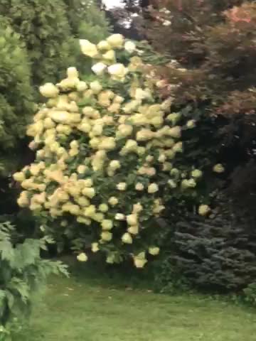 An example of a limelight Hydrangea at Highland Hill Farm near Philadelphia call us 215 651 8329