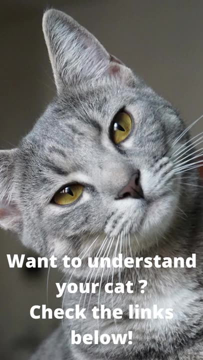 LION (its just a big cat) #shorts