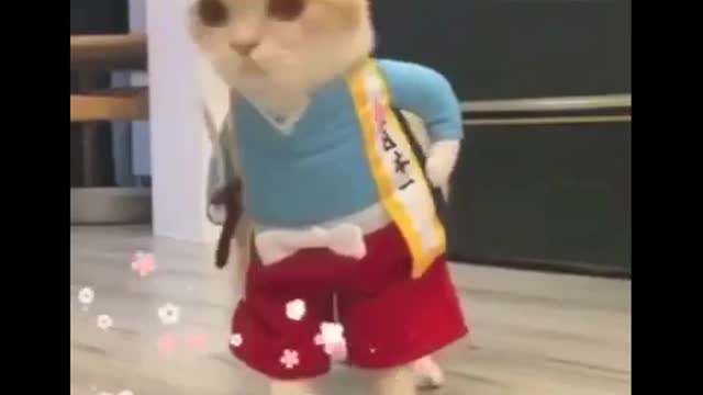 Hilarious Cat in Costume - So Funny!