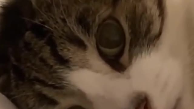 Funniest cat videos