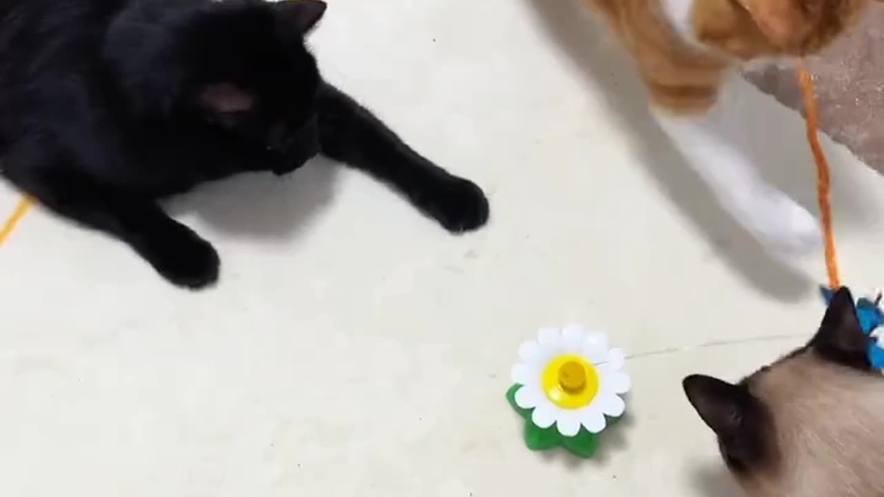 Funny cat videos 🤣🤣