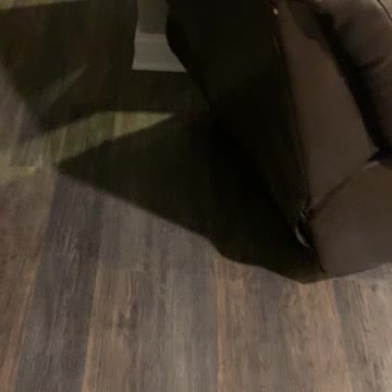 Shark puppet is back and hungry for Yelllow lab