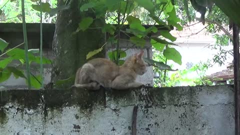 Browny sits on a wall with resting moment