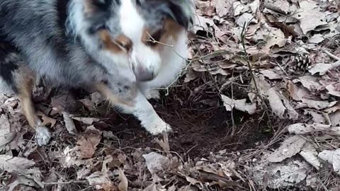 Scout chasing moles
