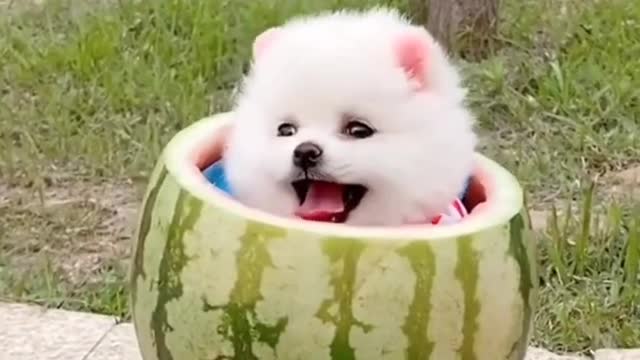 Baby dogs- New funny dogs video 2022|| cute dog compilation #01