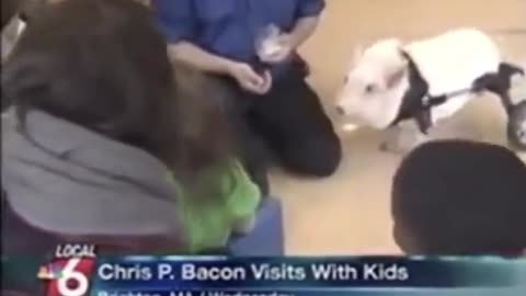 Chris P. Bacon the Pig