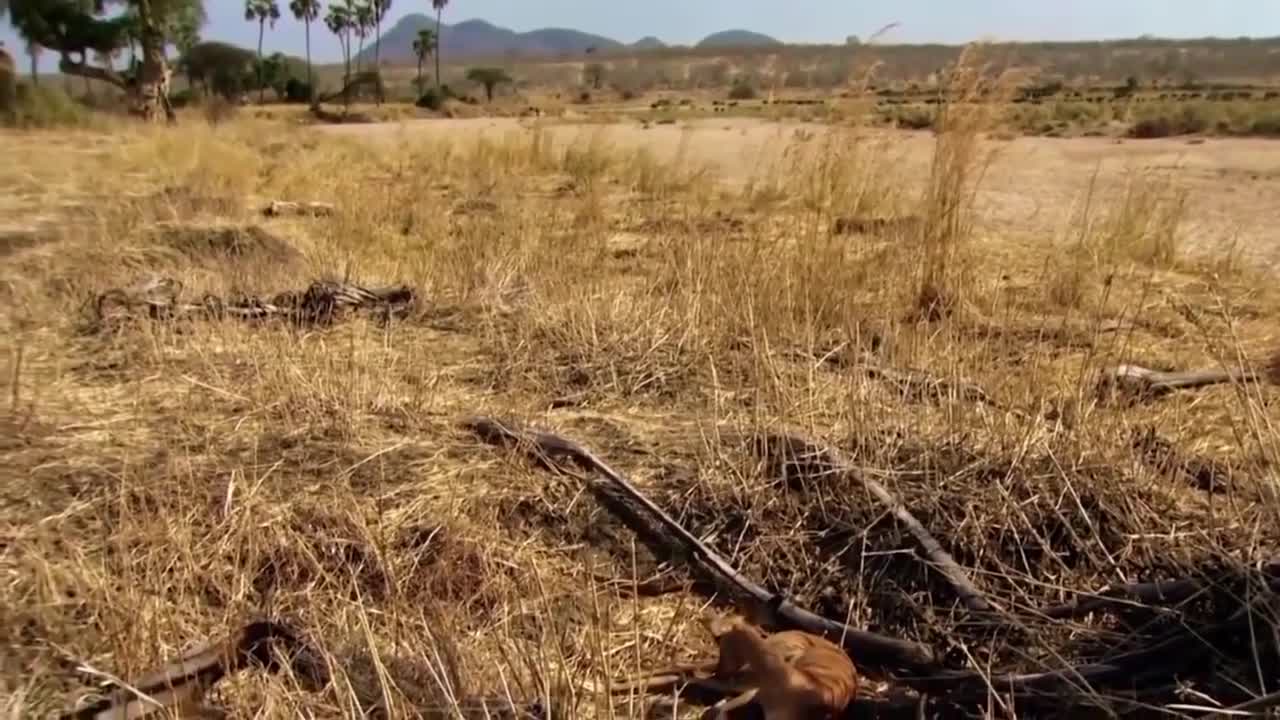 ★★ AMAZING!! GORILLA SAVE IMPALA FROM CHEETAH HUNTING