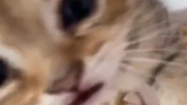 Cutest kitten gang scene | funny cat Shorts videos 2021