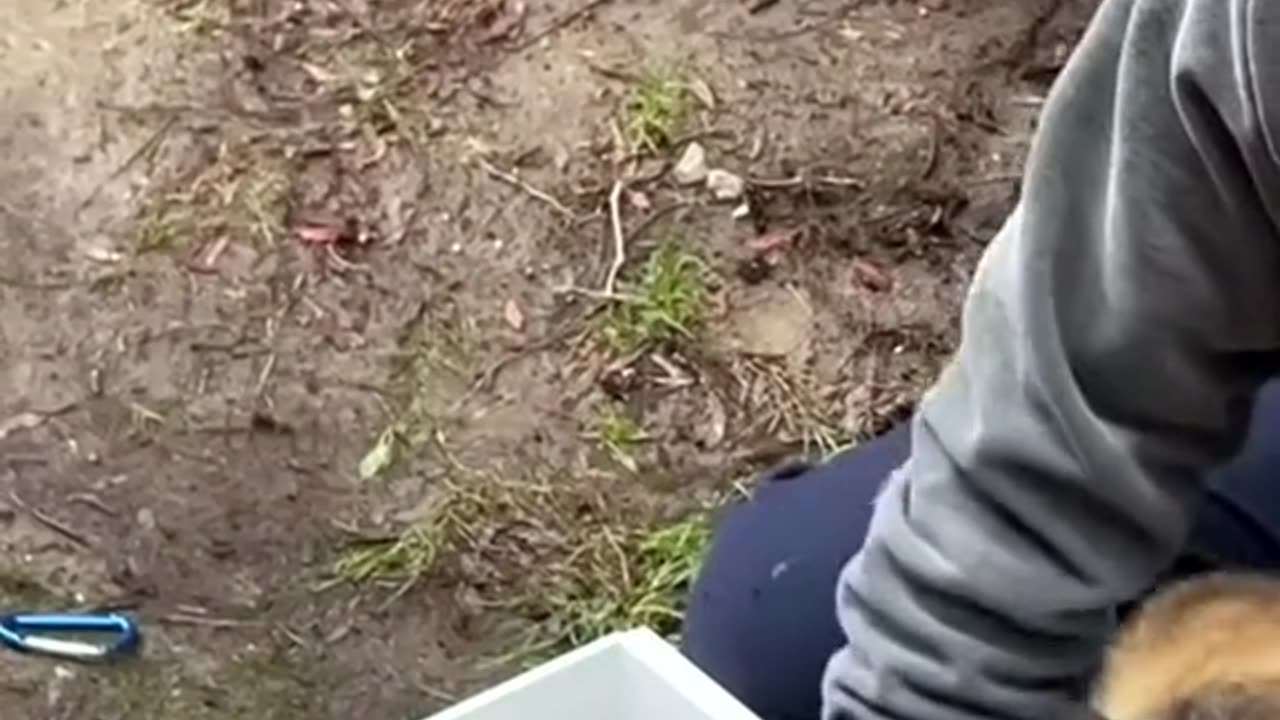 The couple found raccoons nest in their garden and adopted them